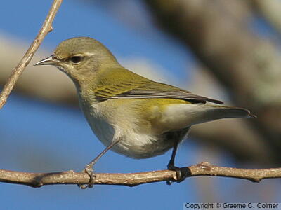Tennessee Warbler (Leiothlypis peregrina) - Adult