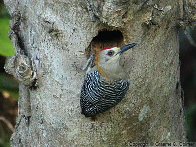 Hoffmann's Woodpecker (Melanerpes hoffmannii) - Male on nest