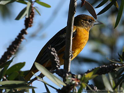 Baltimore Oriole (Icterus galbula) - Adult female