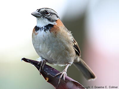 Rufous-collared Sparrow (Zonotrichia capensis) - Adult
