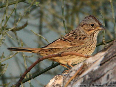 Lincoln's Sparrow (Melospiza lincolnii) - Adult