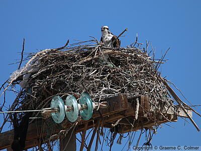 Osprey (Pandion haliaetus) - Adult on nest