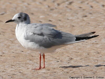 Bonaparte's Gull (Chroicocephalus philadelphia) - Nonbreeding adult