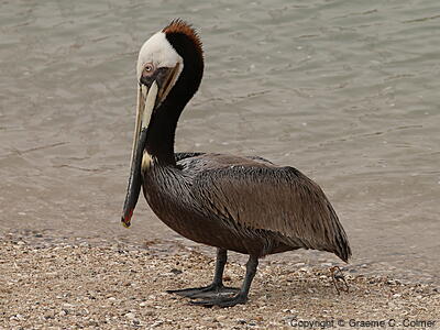 Brown Pelican (Pelecanus occidentalis) - Breeding Adult