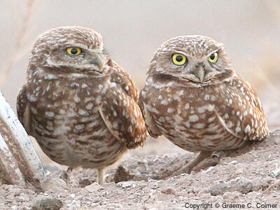 Burrowing Owl (Athene cunicularia) - Adults