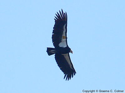 California Condor (Gymnogyps californianus) - Adult