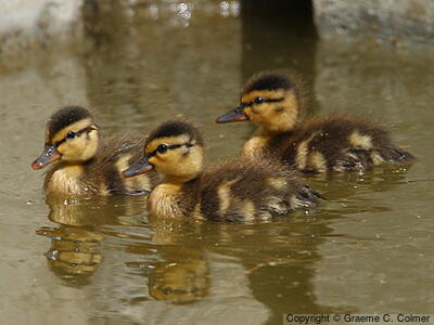 Mallard (Anas platyrhynchos) - Juveniles