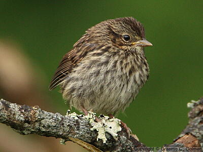 Song Sparrow (Melospiza melodia) - Immature