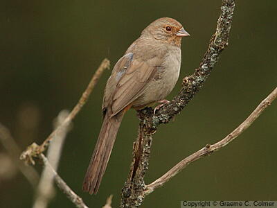 California Towhee (Melozone crissalis) - Adult