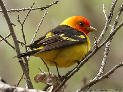 Western Tanager (Piranga ludoviciana) - Adult male