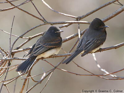 Black Phoebe (Sayornis nigricans) - Juveniles (northern)