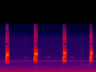 Spotted Towhee (Pipilo maculatus) - Song