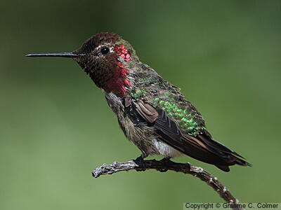 Anna's Hummingbird (Calypte anna) - Adult male