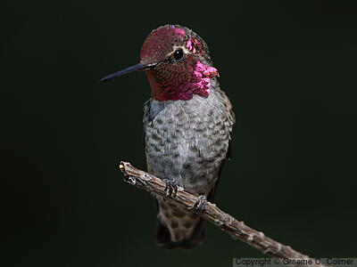 Anna's Hummingbird (Calypte anna) - Adult male