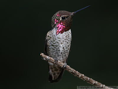 Anna's Hummingbird (Calypte anna) - Adult male