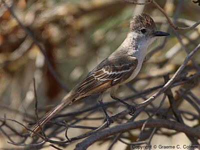 Ash-throated Flycatcher (Myiarchus cinerascens) - Adult