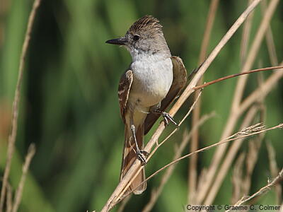 Ash-throated Flycatcher (Myiarchus cinerascens) - Adult