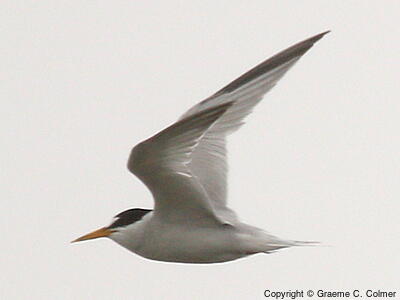Least Tern (Sternula antillarum) - Adult
