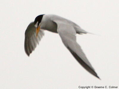 Least Tern (Sternula antillarum) - Adult