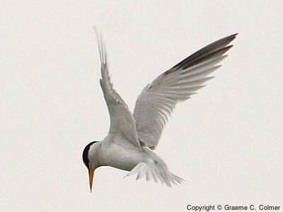 Least Tern (Sternula antillarum) - Adult