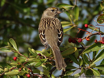 Savannah Sparrow (Passerculus sandwichensis) - Adult