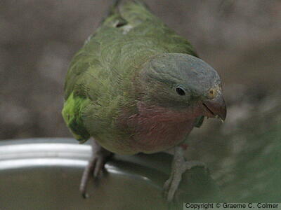Princess Parrot (Polytelis alexandrae) - Adult