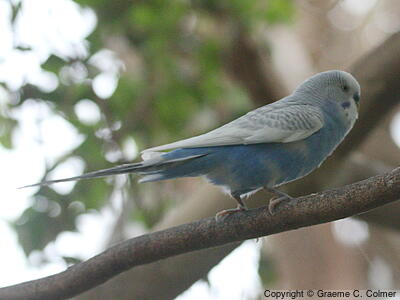 Budgerigar (Melopsittacus undulatus) - Adult