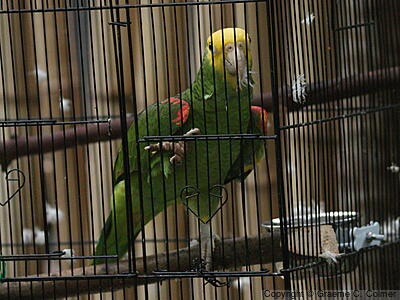 Yellow-headed Amazon (Amazona oratrix) - Adult