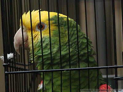 Yellow-headed Amazon (Amazona oratrix) - Adult