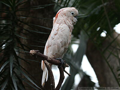 Salmon-crested Cockatoo (Cacatua moluccensis) - Adult