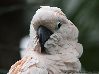 Salmon-crested Cockatoo (Cacatua moluccensis) - Adult