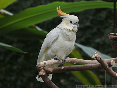 Yellow-crested Cockatoo (Cacatua sulphurea) - Adult