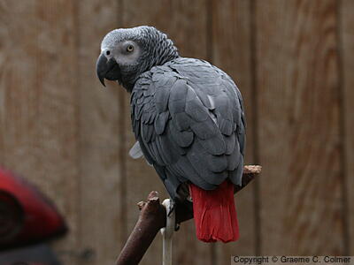 Gray Parrot (Psittacus erithacus) - Adult