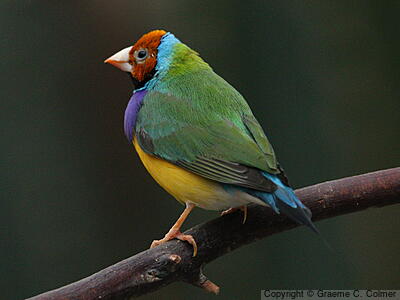 Gouldian Finch (Chloebia gouldiae) - Adult