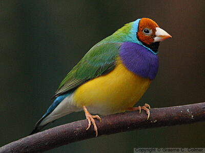 Gouldian Finch (Chloebia gouldiae) - Adult
