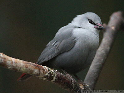 Lavender Waxbill (Glaucestrilda caerulescens) - Adult