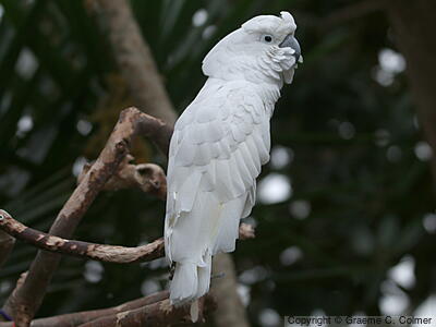 White Cockatoo (Cacatua alba) - Adult