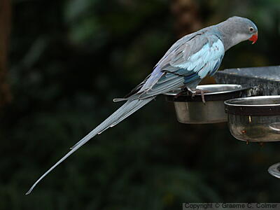 Princess Parrot (Polytelis alexandrae) - Adult