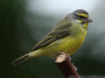 Yellow-fronted Canary (Crithagra mozambica) - Adult