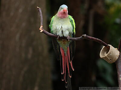 Princess Parrot (Polytelis alexandrae) - Adult