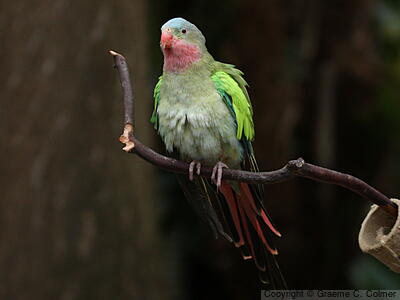 Princess Parrot (Polytelis alexandrae) - Adult