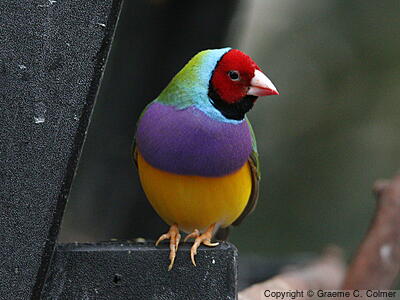 Gouldian Finch (Chloebia gouldiae) - Adult
