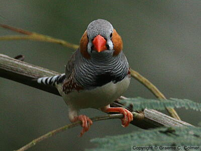 Zebra Finch (Taeniopygia guttata) - Adult