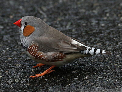 Zebra Finch (Taeniopygia guttata) - Adult