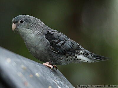Barred Parakeet (Bolborhynchus lineola) - Adult