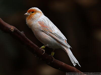 Island Canary (Serinus canaria) - Adult (red mosaic)