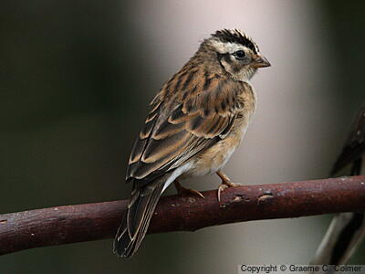 Eastern Paradise-Whydah (Vidua paradisaea) - Adult female