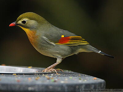 Red-billed Leiothrix (Leiothrix lutea) - Adult