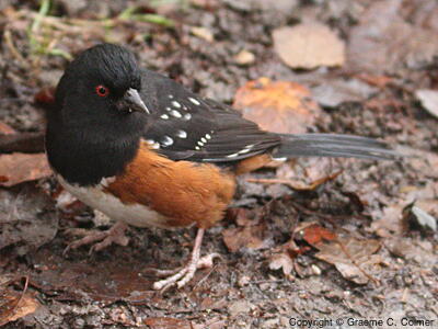 Spotted Towhee (Pipilo maculatus) - Adult