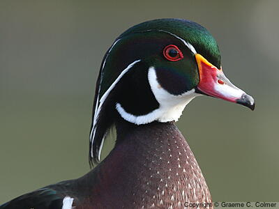 Wood Duck (Aix sponsa) - Breeding male